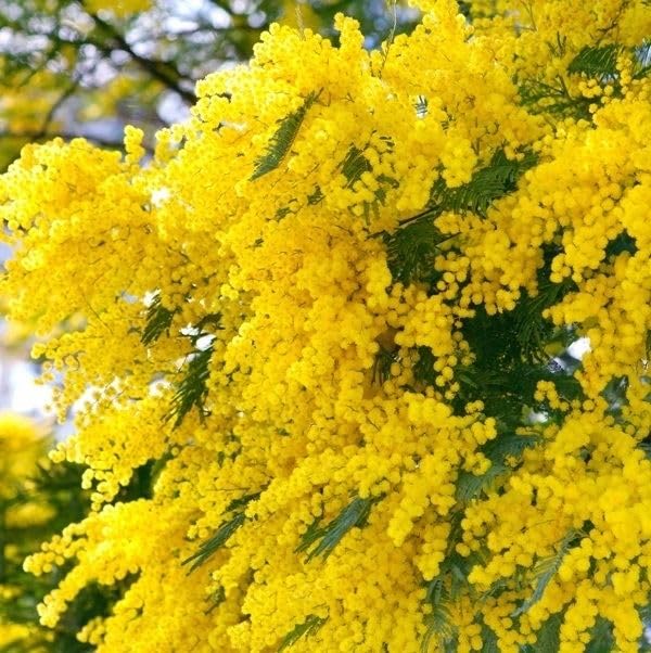 Amazon.co.jp: 花木苗 ミモザアカシア ロングポット苗 1株 / 国華園 25